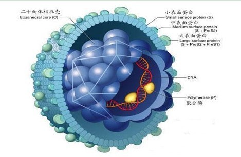 性病的几种常见发病原因